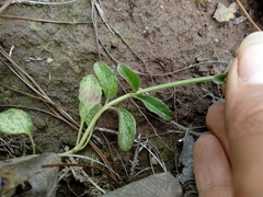Salvia helianthemifolia