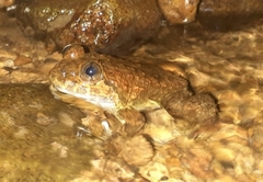 Limnonectes kuhlii