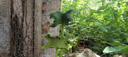 Image of Dorstenia contrajerva by (c) Nohemy Juc, some rights reserved (CC BY)