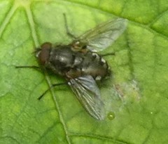 Diptera