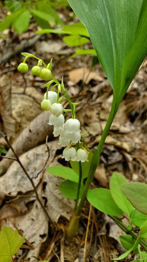 Convallaria pseudomajalis (Convallaria pseudomajalis)