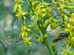 Cheilosia canicularis