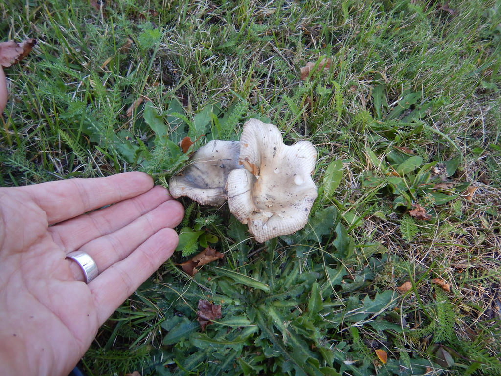 Russula amoenolens · April 2025 · photo: © jon_sullivan (iNaturalist, cc-by)