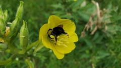 Bombus