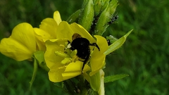 Bombus
