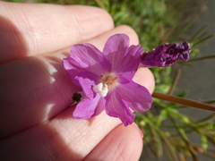Epilobium hirsutum