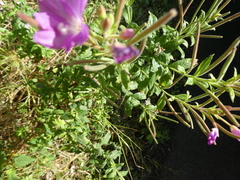 Epilobium hirsutum