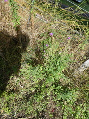 Epilobium hirsutum
