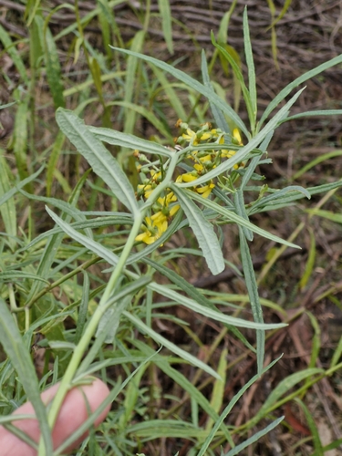 Image of Senecio linearifolius by (c) ronavery, some rights reserved (CC BY)