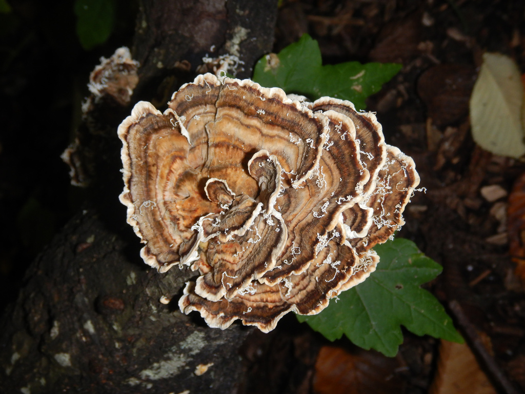 Trametes versicolor · April 2025 · photo: © jon_sullivan (iNaturalist, cc-by)