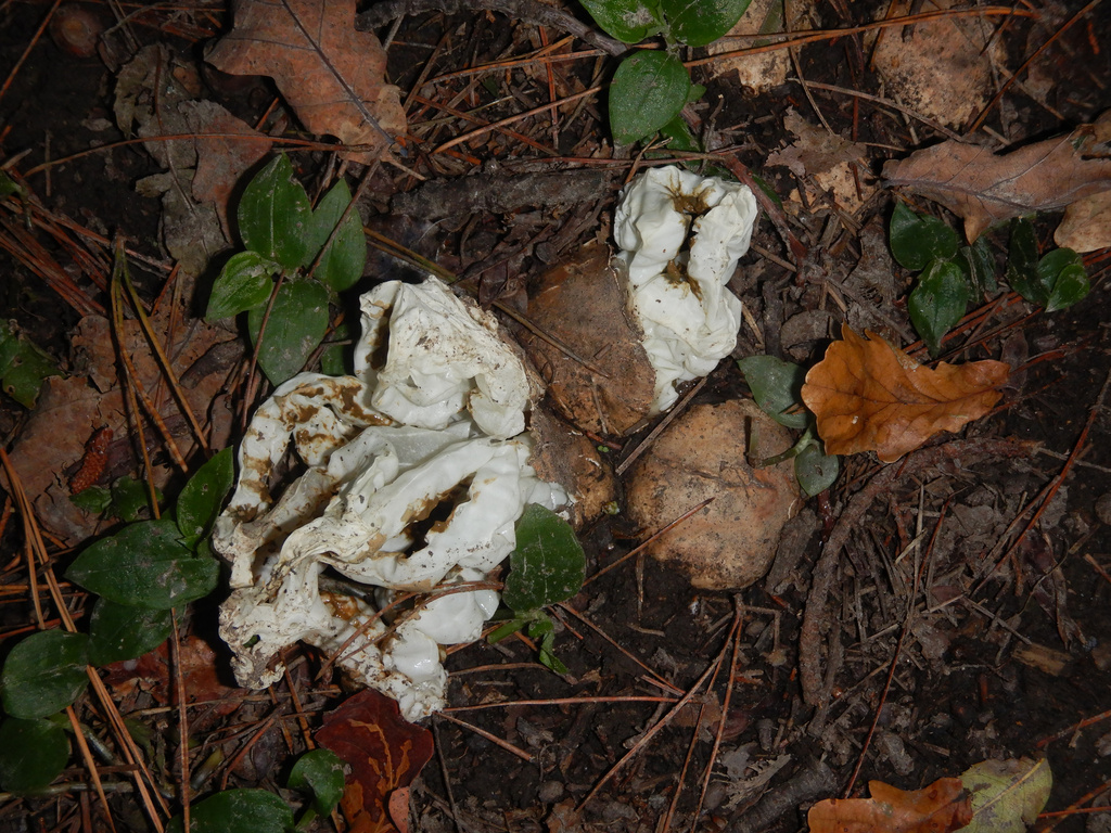 Ileodictyon cibarium · April 2025 · photo: © jon_sullivan (iNaturalist, cc-by)