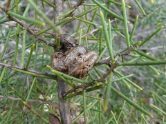 Hakea rugosa