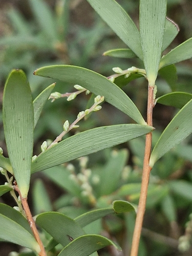Image of Leucopogon affinis by (c) ronavery, some rights reserved (CC BY)