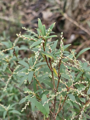 Image of Leucopogon affinis by (c) ronavery, some rights reserved (CC BY)