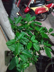 Ficus subpisocarpa
