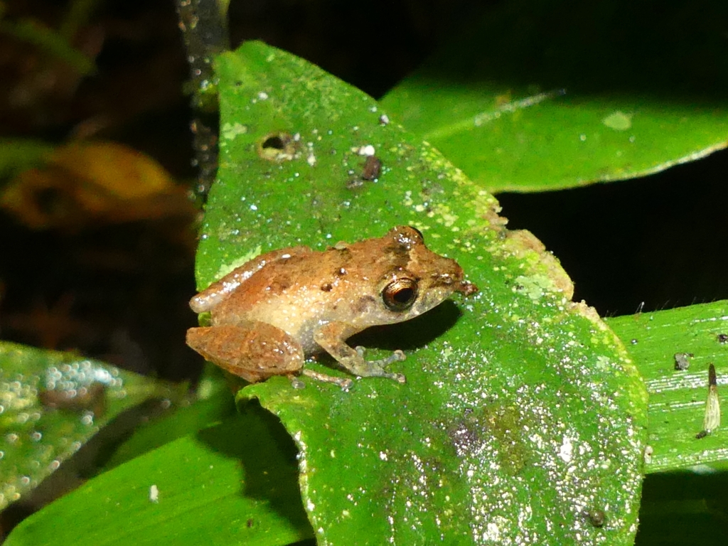 Rough-eyelid Rainfrog