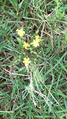 Hypericum drummondii