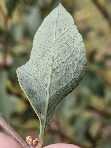 Image of Daviesia latifolia by (c) ronavery, some rights reserved (CC BY)