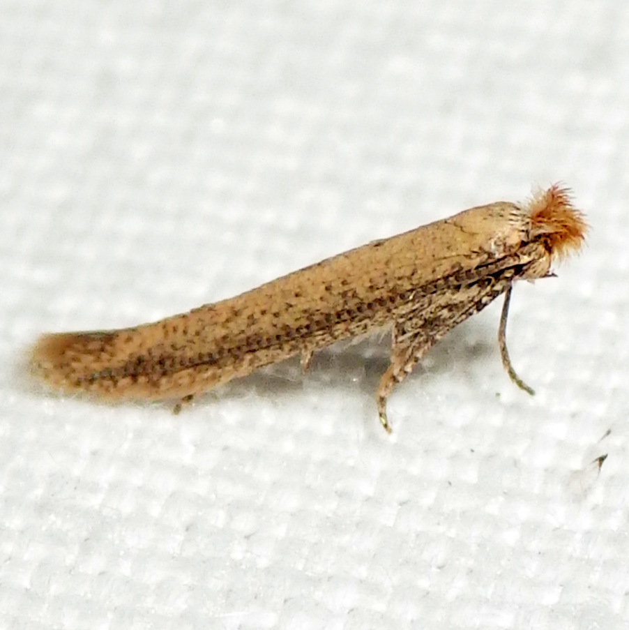 Morning-glory Leafminer Moth