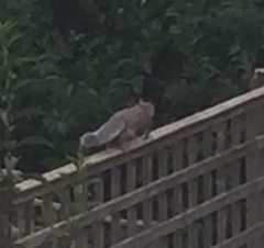 Sciurus carolinensis