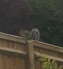 Sciurus carolinensis