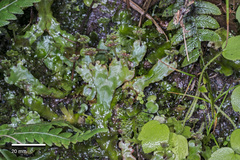 Marchantia foliacea