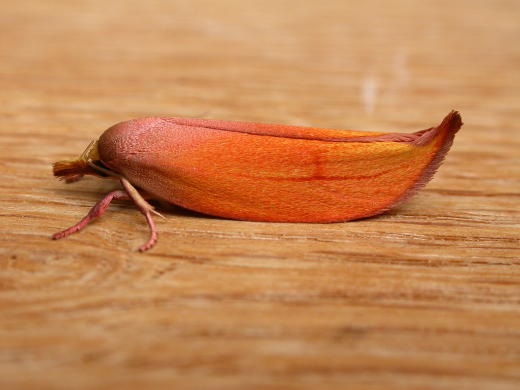 Golden Leaf Moth
