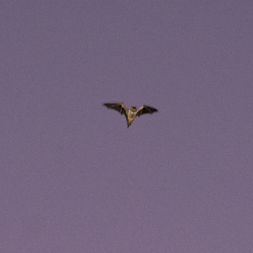 Northern Hoary Bat photographed in Mississippi