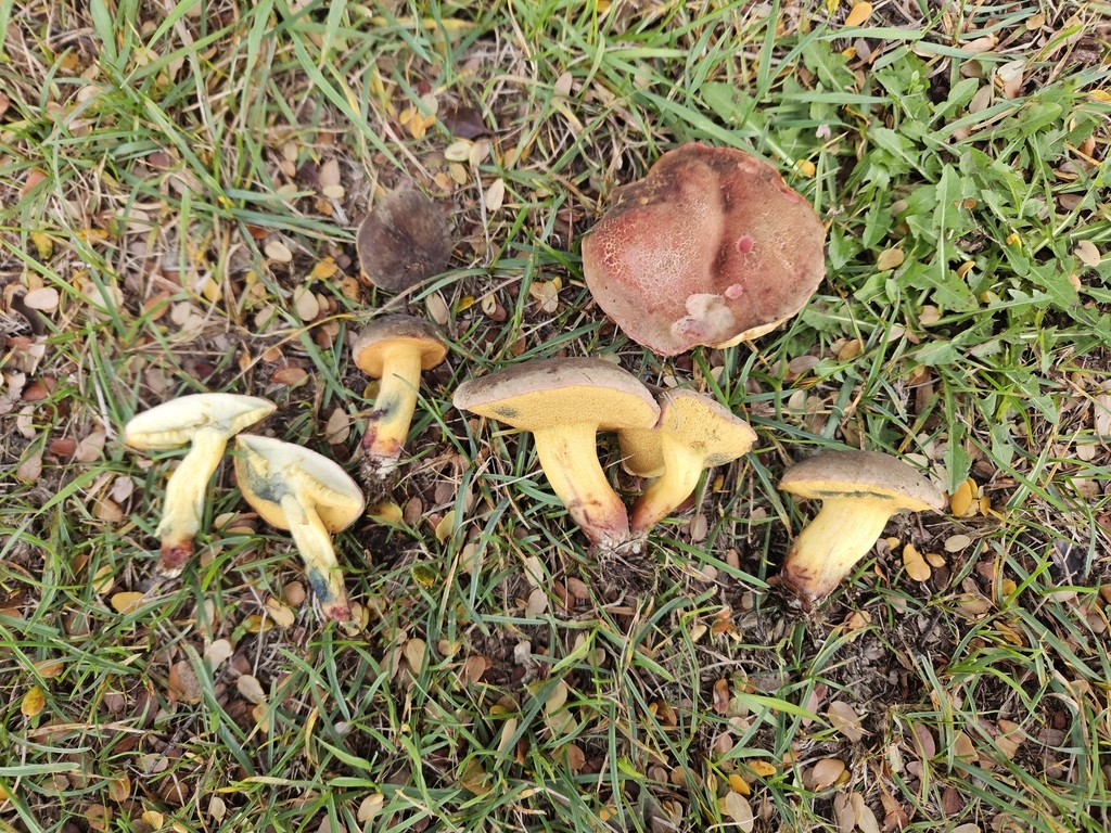 Xerocomellus cisalpinus · May 2025 · photo: © tyler_mcbeth (iNaturalist, cc-by-nc)