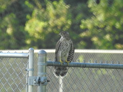 Accipiter cooperii