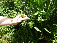 Solanum dulcamara