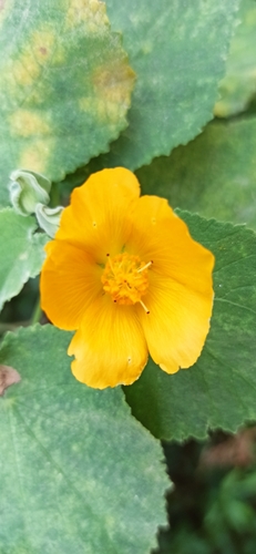 Image of Abutilon grandifolium by (c) Rafael Tosi, some rights reserved (CC BY)