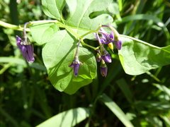 Solanum dulcamara