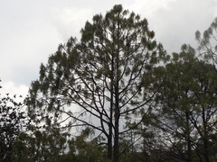 Pinus luzmariae