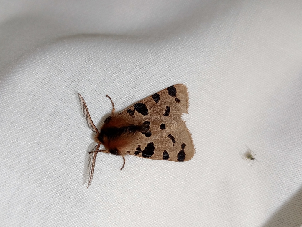 Ocnogyna zoraida