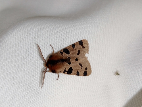 Ocnogyna zoraida