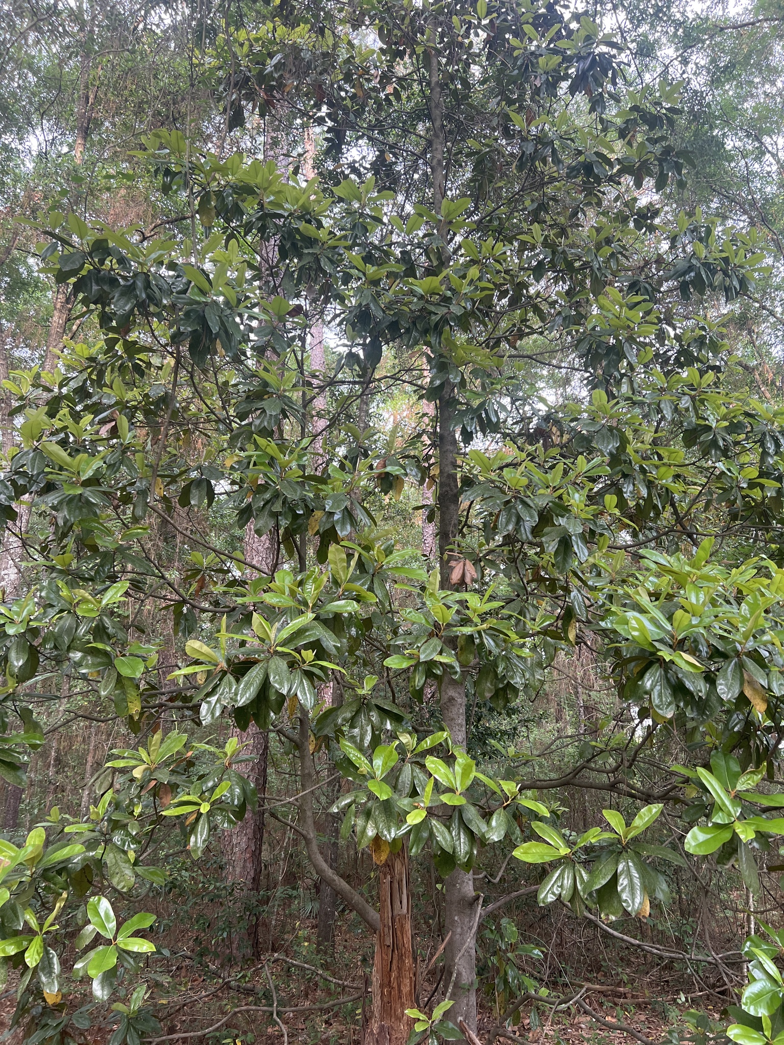Magnolia