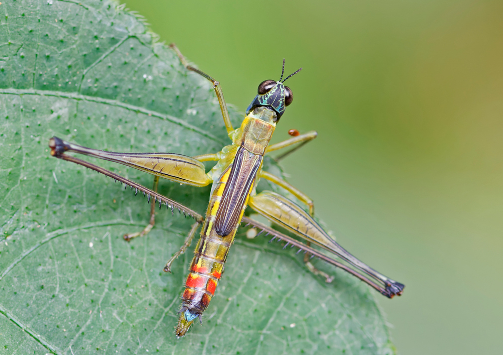 Eumastax apolinari