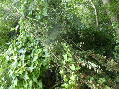 Crataegus monogyna