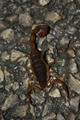 Centruroides ochraceus