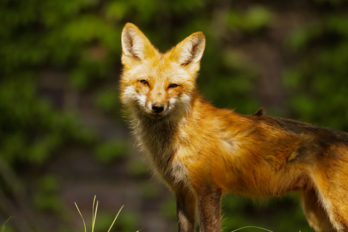 Red Fox photographed in Kentucky