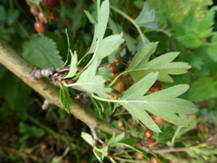 Crataegus monogyna