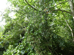 Crataegus monogyna