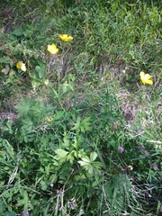 Ranunculus caucasicus