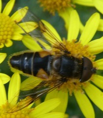Eristalis pertinax