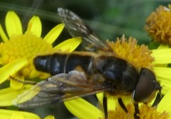 Eristalis pertinax