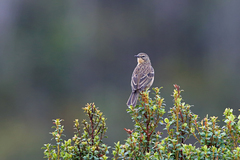 Alpine Pipit photo 2