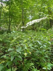 Actaea podocarpa