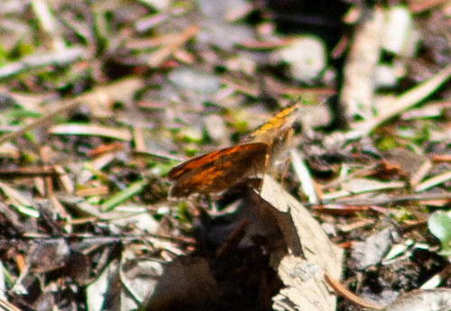 Pearl Crescent photographed in Pennsylvania