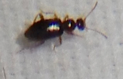 Anthicinae